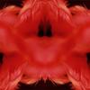 Michelle Handelman
Red Flutter, from the project Cannibal Garden
2000
digital c-print mounted into Plexiglas
40" x 40" ed. 1/5
