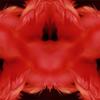 Michelle Handelman
Red Flutter, from the project Cannibal Garden
2000
digital c-print mounted into Plexiglas
40" x 40" ed. 1/5
